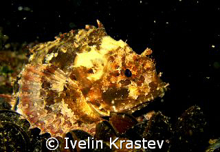 Latin name-Scorpaena porcus.Night shot. by Ivelin Krastev 